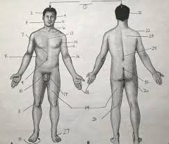 Anatomy Ch 1 Regional Terms Anterior And Posterior View Diagram Quizlet