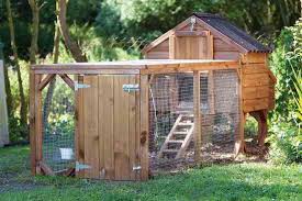 Your backyard chickens are genetically no different to the large commercial farms which have been i haven't added a roof to my pen because the chance of droppings falling into a chicken pen is. Backyard Chicken Basics Sustainable Farming Mother Earth News
