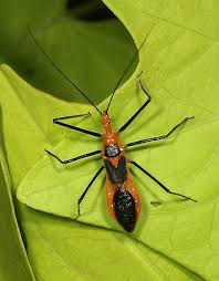 Zelus Longipes Zelus Longipes Bugguide Net Insects Bugs Milkweed