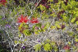 Image result for Calliandra tweedii