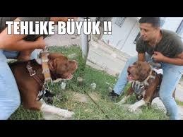 Deli Mi Ne Pitbul A Karsi Pitbull Araba Cektigi Zinciri Kopardi Deli Mi Ne Power Pitbull Youtube