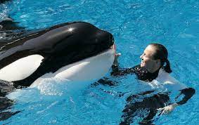 Shamu" Kills Trainer--Killer Whale's Act Not Normal | National Geographic