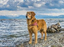 Golden Retriever A Loving Large Family Dog By Pets Feed The Pets Club Medium