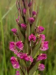 Image result for Disa equestris