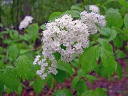 We did not find results for: Pin On All Things Garden