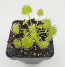 Image result for Drosera pilosa