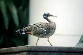 Why Birds Bob Their Heads Tough Little Birds