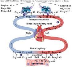 Partial Pressures Medical School Studying Respiratory System Medicine Student