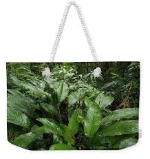 Image result for Sarcophrynium prionogonium