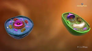 Check spelling or type a new query. Animal And Plant Cells Video Teaching Resources Clickview