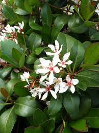 India Hawthorne Small Evergreen Shrub With White Flowers In The Spring White Flowering Shrubs Evergreen Plants Flowering Trees