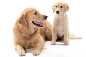 I was wondering how much golden retriever puppies usually go for. How Much Is A Golden Retriever The Cost Guide Petbudget