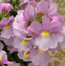 Image result for Nemesia lilacina