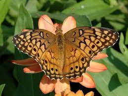 Variegated fritillary butterflies are examples of this. Variegated Fritillary Butterfly Identification Facts Pictures