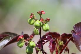 Image result for Jatropha gossypiifolia