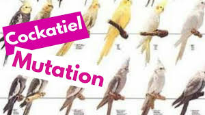 Cockatiel Mutations Cockatiel Parrot Top Varieties