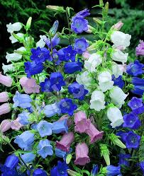Canterbury Bells Cup And Saucer Mix Backyard Flowers Beautiful Flowers Plants