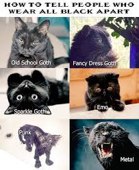 Pin By Pomegranate Mistress On Too Cute Cute Cat Memes Funny Animal Memes Funny Animal Pictures