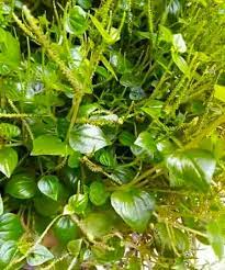 Cara praktis atasi bau badan, bau mulut, berat badan, kontak kami di wa 085731640745. Daun Sirih Cina Steemit