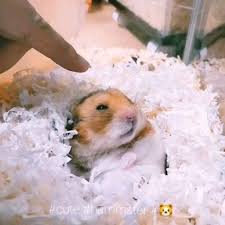 How To Play With Your Hamster Video Cute Baby Animals Cute Funny Animals Cute Hamsters