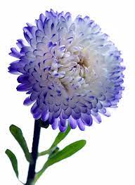 Blue Tipped Aster By Terence Davis Beautiful Flowers Aster Flower Amazing Flowers