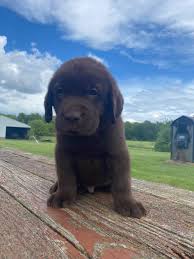 They offer the most popular dog breed in pa, ohio and more. Wisconsin Lab Puppies Home Facebook