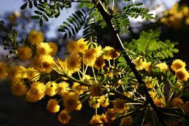 Image result for Acacia karroo