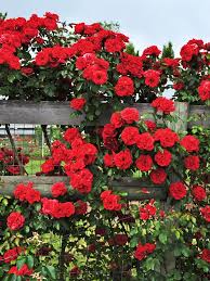 Roses, clematis and peonies and everything gardening related. How To Grow Climbing Roses In A Small Space Garden Architectural Digest
