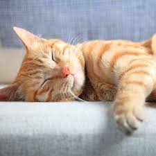If you sleep with your cats, then you're in the majority. Is It Normal For My Cat To Snore