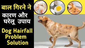 Alopecia is commonly treated with topical shampoos and antibiotic therapy. How To Stop Dog Hair Fall Dog Hair Loss Treatment Home Remedies Hindi Dog Hair Loss Treatment Youtube