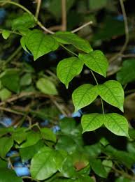 Image result for Jasminum dichotomum