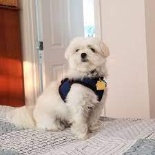 It's easy to book a slot by phone or when you're next in store. Community Pet Clinic 15 Reviews Veterinarians 2016 S 320th St Federal Way Wa Phone Number