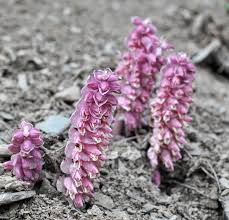 Image result for Micrargeria