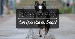 Can You Use Baby Wipes On Dogs Baby Wipes Pet Wipes Dogs