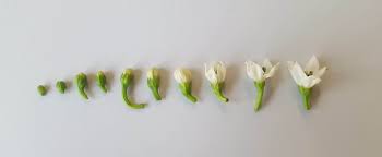 Check spelling or type a new query. Doubled Haploid Plant Production Amphasys Pollen Analysis