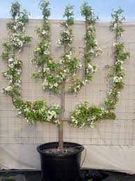 River Road Farms Espalier Tree Nursery Espalier Fruit Trees Small Garden Landscape Design Fruit Trees