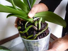 Les feuilles de vos plantes jaunissent sans raison ? Orchidee Phalaenopsis Trucs Et Astuces