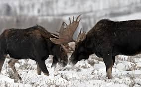 Plural Of Moose