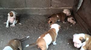Yavru Pitbullar Youtube