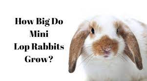How Big Do Mini Lop Rabbits Grow Size Growth Rate Age