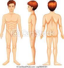 I had deep aching, stabbing pains, burning and pins and needles and numbness. Man Body Front Side And Back Illustration Canstock