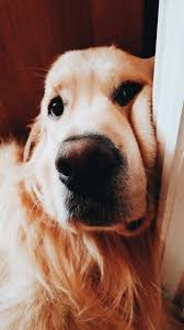 Haare Schneiden Modelle Haare Schneiden Modelle Haareschneidenmodelle En 2020 Perros Graciosos Fotos De Perros Perros