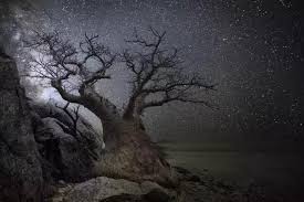 她花了14年時間拍遍全球最古老的樹 有的已經4000歲了 每日頭條 ancient tree african tree old trees