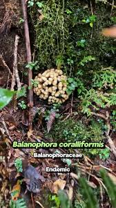 Image result for Balanophoraceae