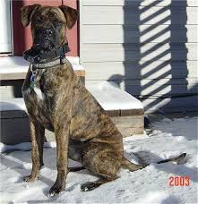 Alano Espanol Dog Breeds Family Pet Dogs