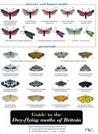 Id Chart Guide To The Day Flying Moths Of Britain