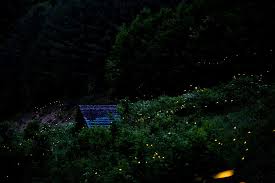 Kuala sepetang fishing village river cruise hd. Places To See Fireflies In Malaysia Travel Food Lifestyle Blog