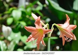 Image result for Hippeastrum puniceum