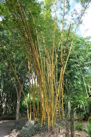 Image result for Bambusa vulgaris