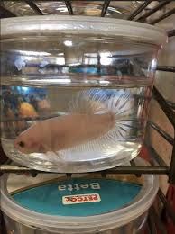Want to our original review on the. New Petco Shipment Of King Bettas Betta Fish Forum